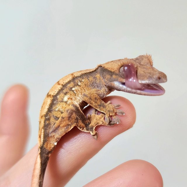 노멀 트라이 익스트림할리퀸