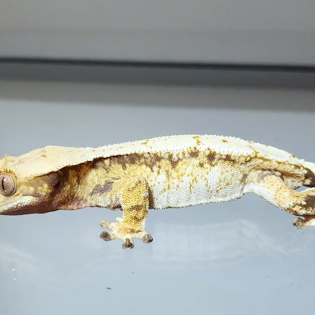 트라이 익스트림할리퀸 할리퀸 화이트스팟