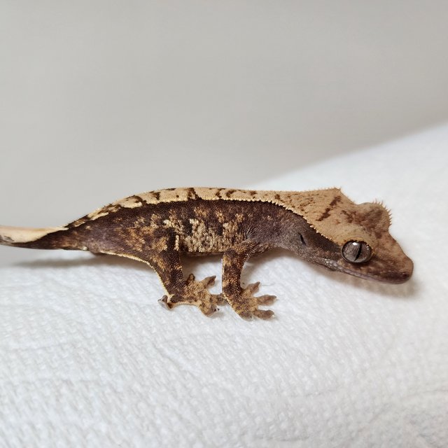 노멀 화이트스팟 익스트림할리퀸