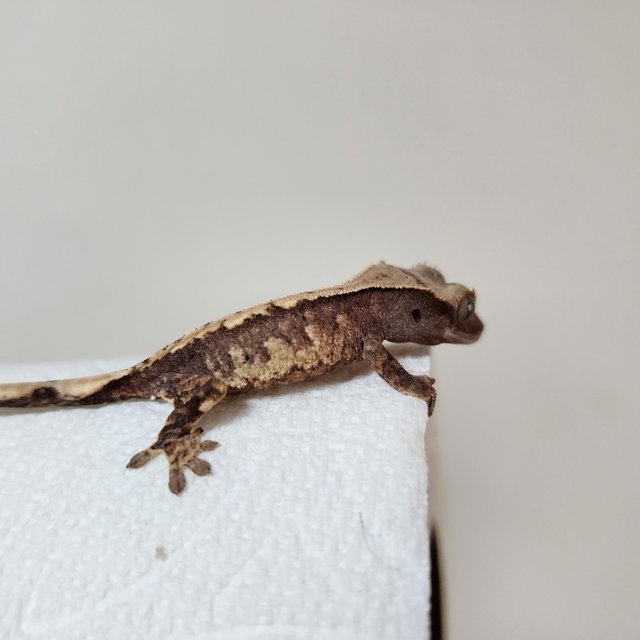 노멀 화이트스팟 익스트림할리퀸