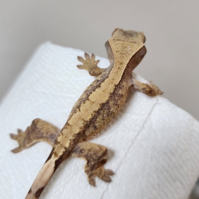 노멀 트라이 드리피 익스트림할리퀸 할리퀸 화이트스팟