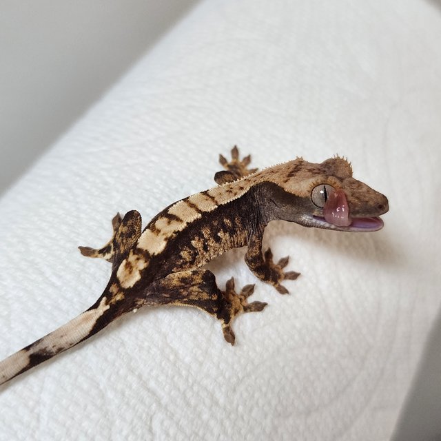 익스트림할리퀸 화이트스팟