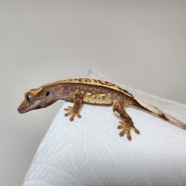 트라이 핀스트라이프