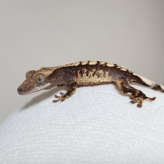 익스트림할리퀸 화이트스팟