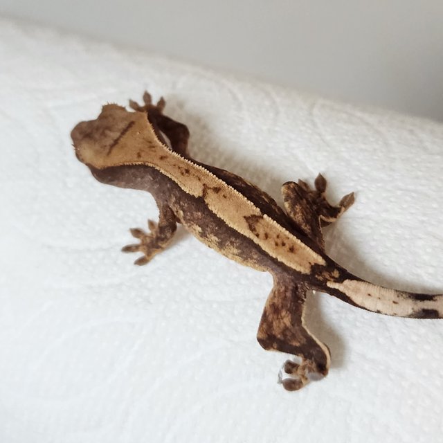 트라이 익스트림할리퀸 화이트스팟