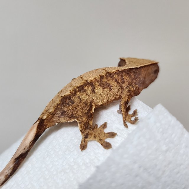 노멀 화이트스팟 익스트림할리퀸 할리퀸