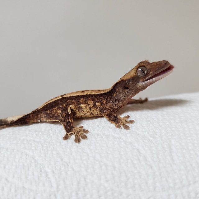 트라이 익스트림할리퀸 화이트스팟