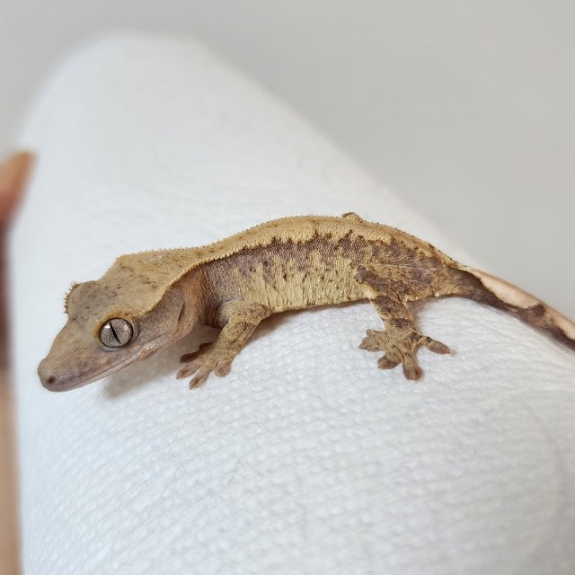 노멀 트라이 드리피 익스트림할리퀸 할리퀸 화이트스팟