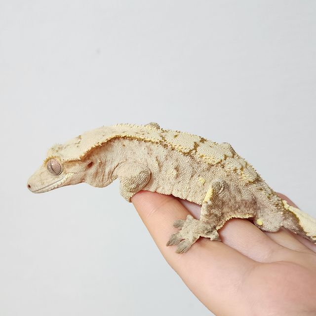 팬텀 브린들 옐로우 크림 크림시클