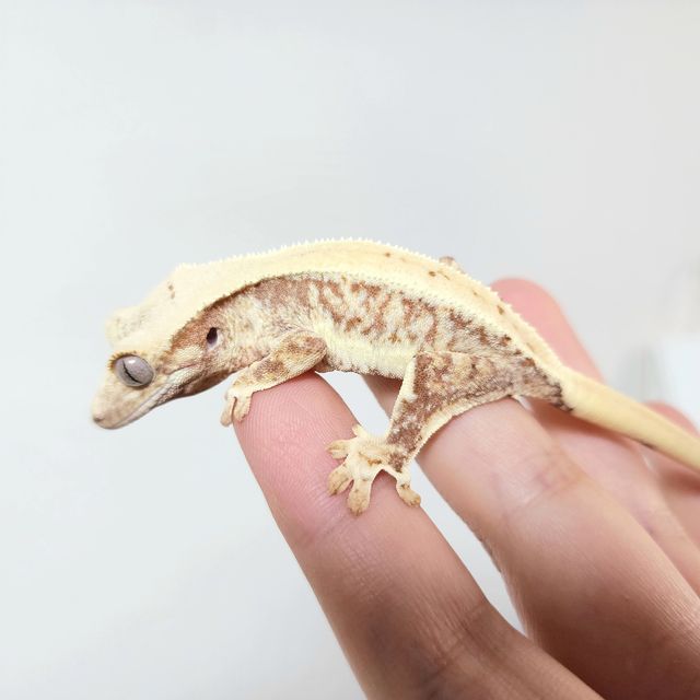 릴리화이트 트라이 레드
