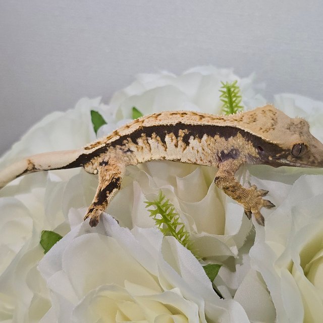 트라이 익스트림할리퀸