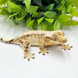 아델