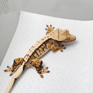 트라이