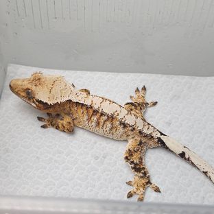 트라이