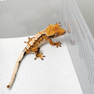 트라이