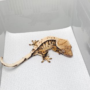 트라이
