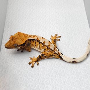 트라이