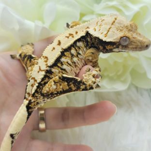 메이