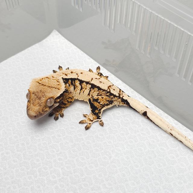 트라이