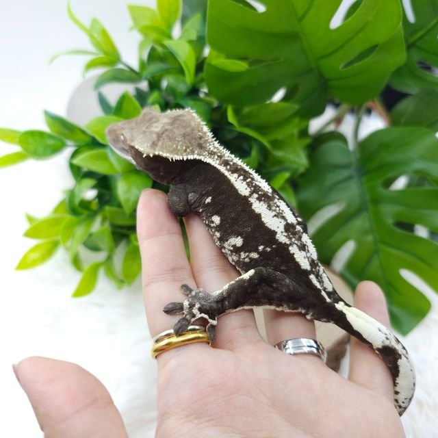 아잔틱