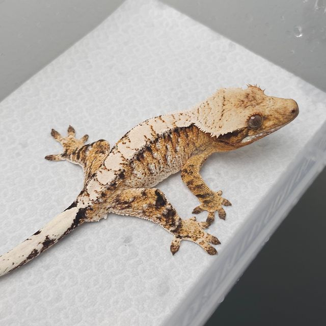 트라이