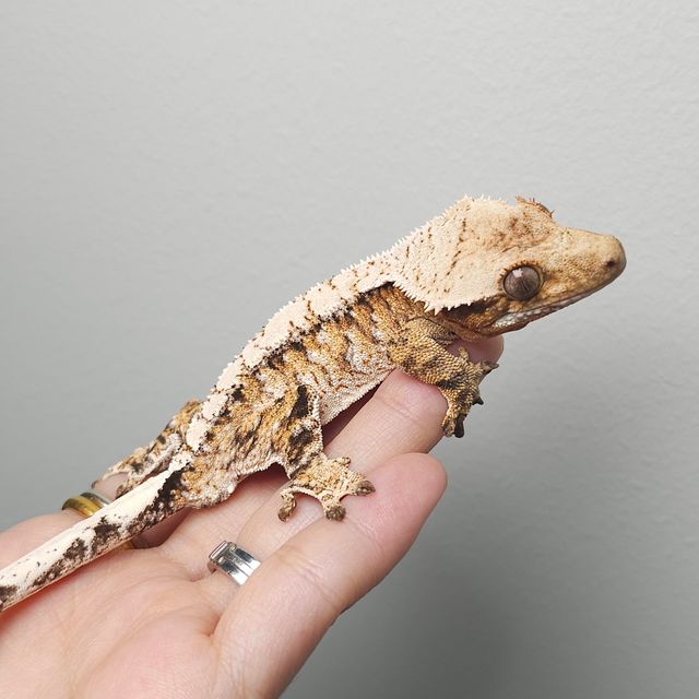 트라이