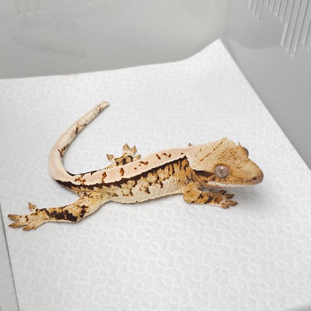 트라이