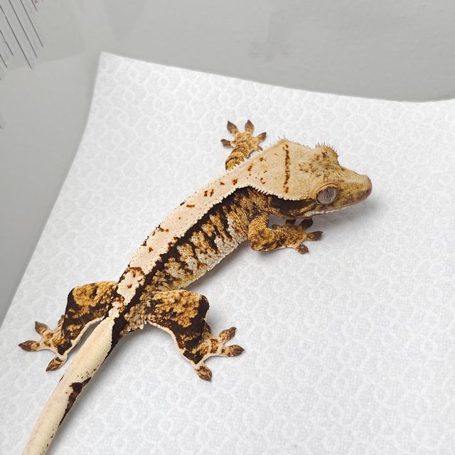 트라이