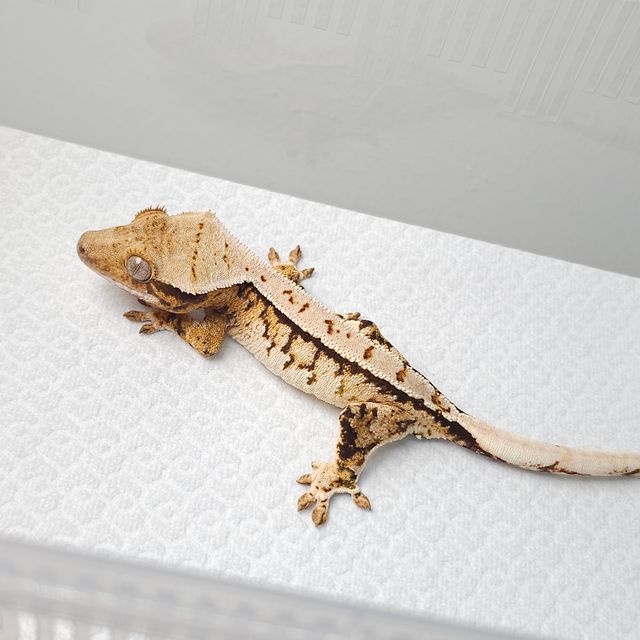 트라이