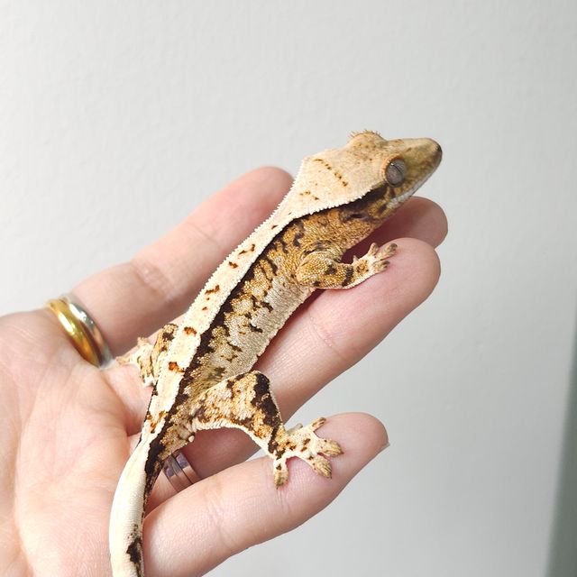 트라이