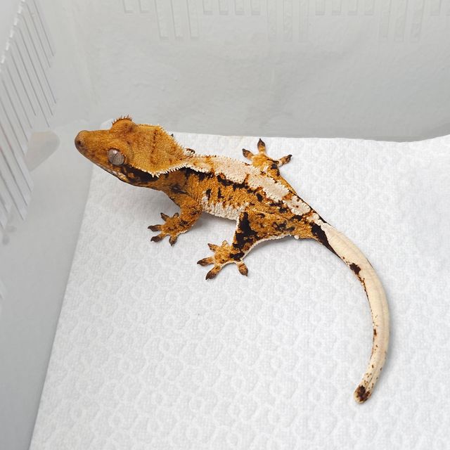 트라이