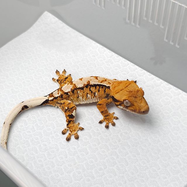 트라이