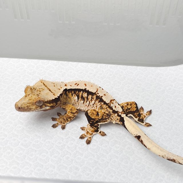 트라이