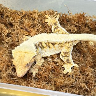 릴리화이트 드리피