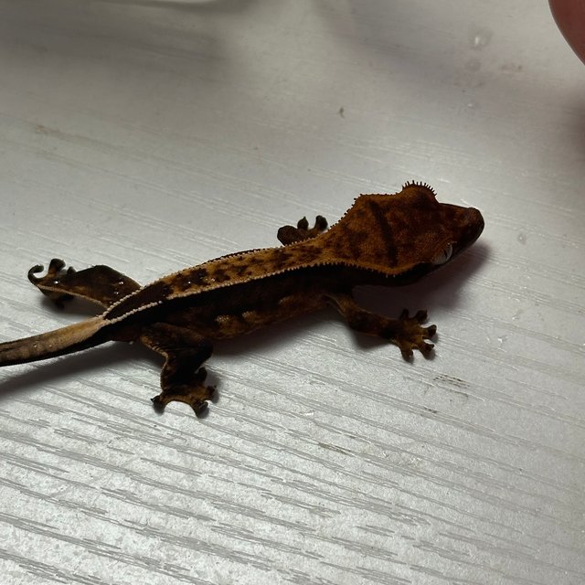 100%헷아잔틱 엠티백