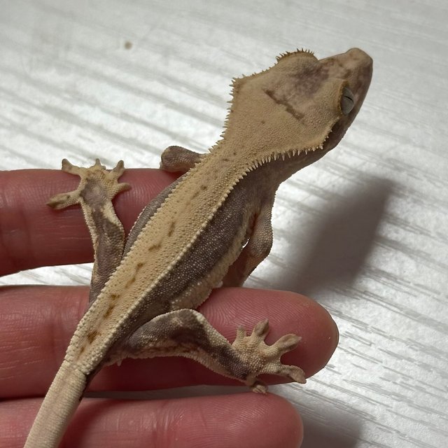 릴리100%헷아잔틱