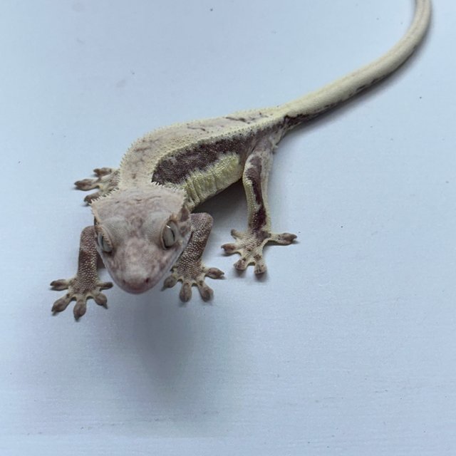 프라푸치노 100%헷아잔틱