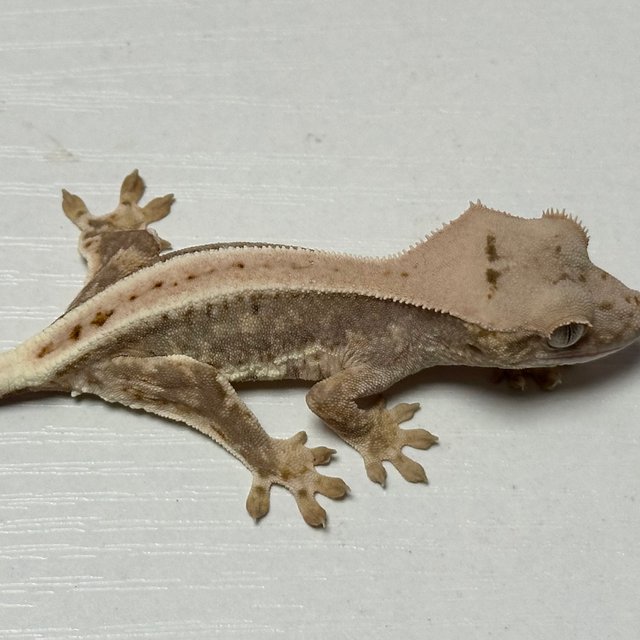 릴리100%헷아잔틱