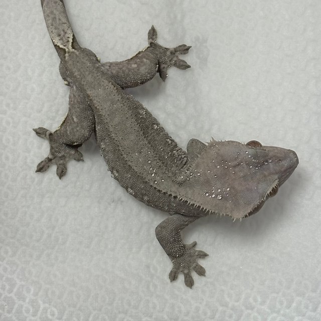 아잔틱 화이트포트홀