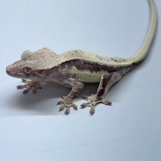 프라푸치노 100%헷아잔틱