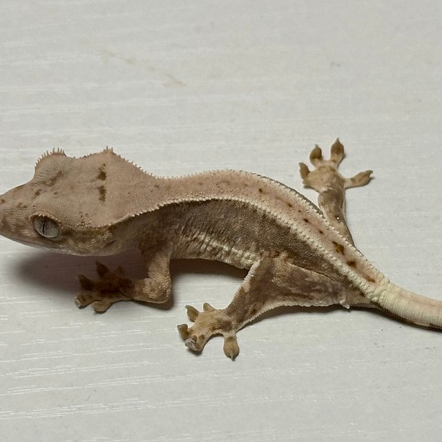 릴리100%헷아잔틱