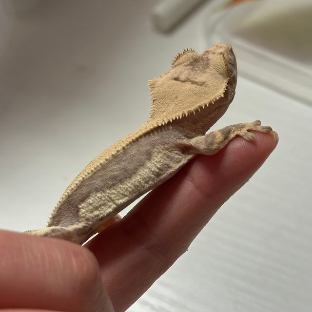 릴리100%헷아잔틱