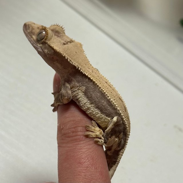 릴리100%헷아잔틱