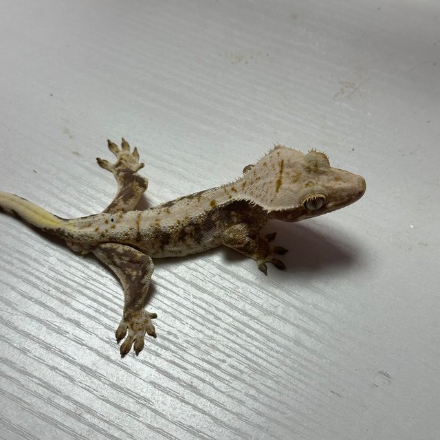 릴리100%헷아잔틱