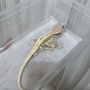 프라푸치노