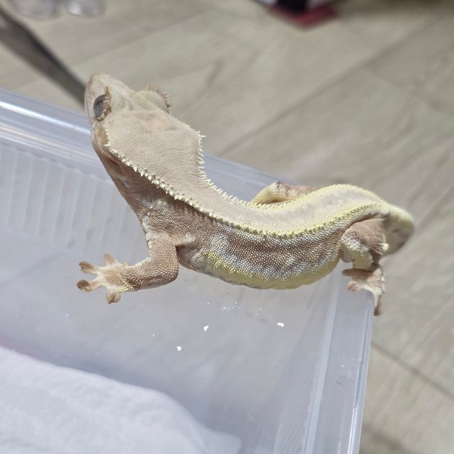 릴리화이트 크림 크림시클