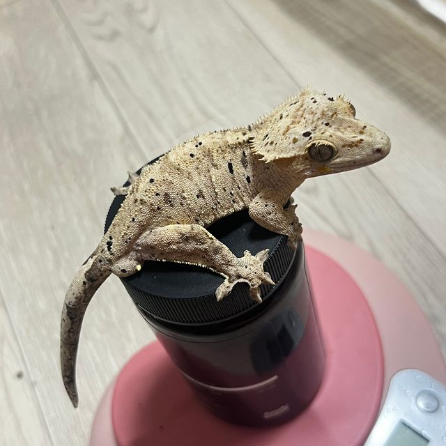 달마시안 슈퍼달마시안
