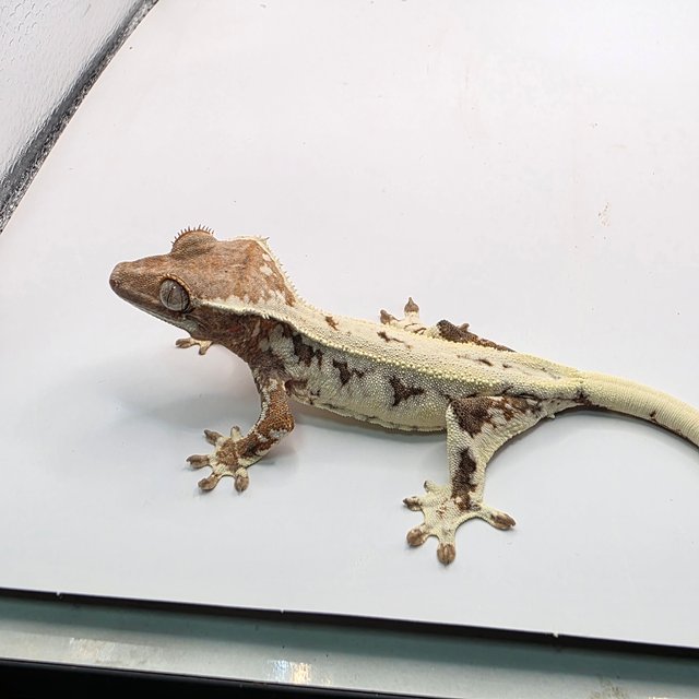 프라푸치노 드리피