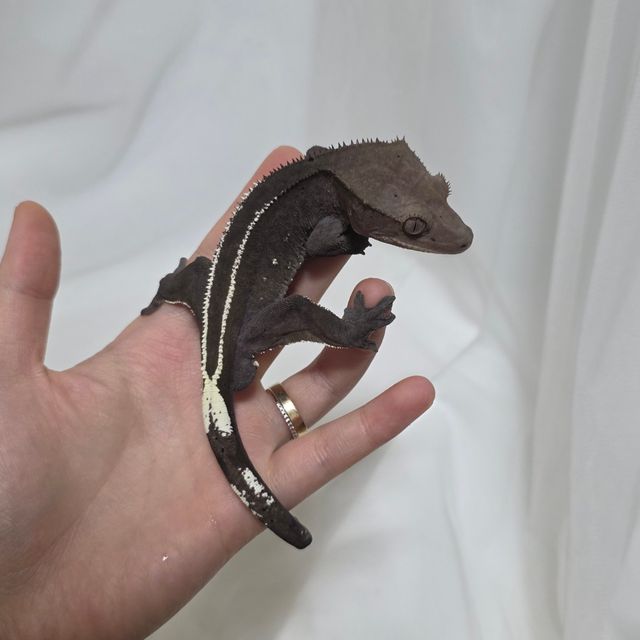 아잔틱 핀스트라이프