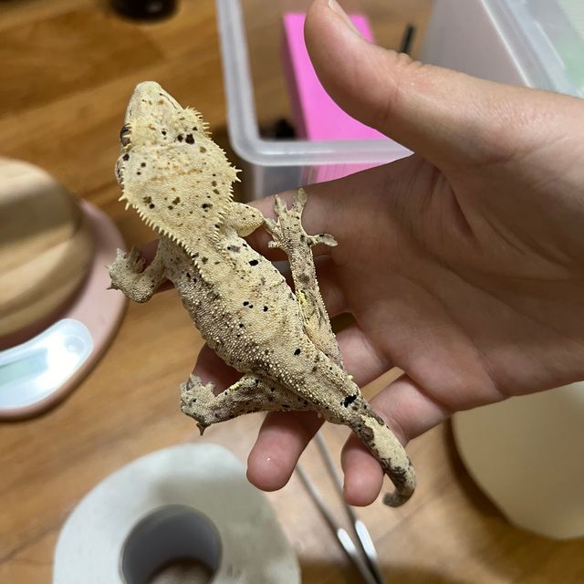 달마시안 슈퍼달마시안